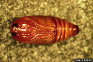 Pupa of winter moth