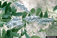 Larvae of walnut caterpillar feed in groups