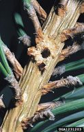 Opening in shoot made by adult beetle to enter feeding site