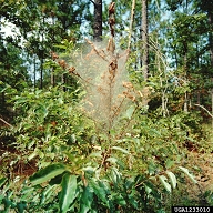 Feeding and webs of fall webworm