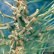 A large aggregation of feeding larvae