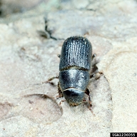 Adult of black turpentine beetle