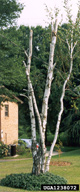 Landscape tree with infestations of bronze birch borer