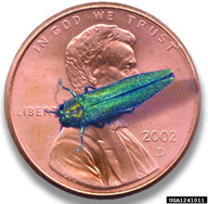 Adults of emerald ash borer