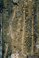 Larvae of mountain pine beetle in their galleries