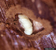 Pupa of Jeffrey pine beetle