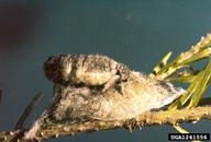 Wingless female adult of Douglas-fir tussock moth on her cocoon