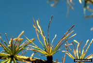 Larch needles showing feeding by larch sawfly larvae