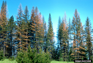 Larch stand showing reddish-brown foliage due to feeding of larch casebearer