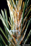 Pupae of pine needle sheathminer, also showing close up of webbing and frass associated with feeding