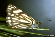 Adult female of pine butterfly