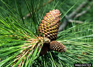 Reduced size of cones of ponderosa pine infested by the lodgepole cone beetle compared to the larger, normal cones