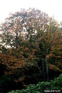 Damage to an oak tree due to larval feeding of oak skeletonizer