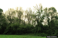 Dead and dying ash in forest area due to emerald ash borer