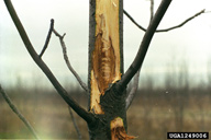 Larval galleries of emerald ash borer.