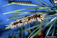 Mature larva of nun moth