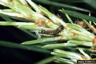 Young larvae of nun moth (note, like adults, larvae vary in color)