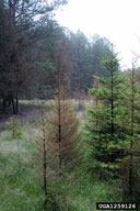 Small conifer killed by nun moth