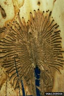 Galleries and brood of smaller European elm bark beetle