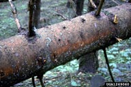 Emergence holes (see sawdust) of striped ambrosia beetles in felled Norway spruce