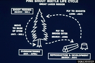 Seasonal life history of the larger shoot beetle in the Great Lakes region of the United States