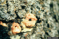 Pitch tubes of mountain pine beetle during initiation of attack