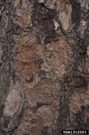 Shot holes formed in ponderosa pine by emergence of western pine beetles