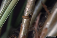 Young larvae of pine needle sheathminer, in its sheath feeding stage