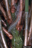 Mature larvae of pine needle sheathminer