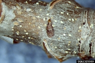 One female oystershell scale surrounded by recently settled crawlers