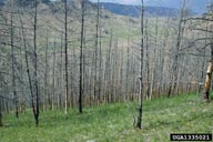 Stand of Siberian larch defoliated by Siberian moth