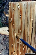 Cambial staining caused by symbiotic fungus that is transmitted by Sirex woodwasp. White plugs are larval galleries packed with excrement (frass).