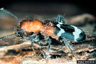 A common predator of the pine engraver beetle