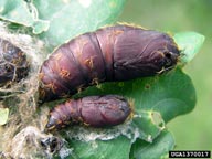 Pupae of European gypsy moth in silken cradle (far left).  Threads cut away to show detail.  Female pupa above, male below.