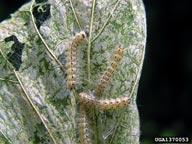 Close up of feeding of fall webworm