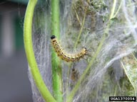 Young larvae of fall webworm