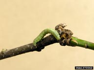 Larva of winter moth