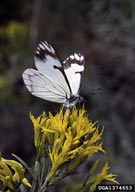 Adult male of pine butterfly