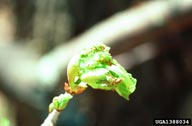 Typical damage to basswood buds from thrips feeding (here by another thrips