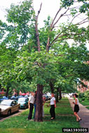 Dead branches in tops of trees are sign of Asian longhorned beetle infestation