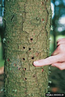 Emergence holes. The round exit holes vary from 3 to 9 mm in diameter.