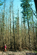 Tree mortality (80-90%) from an outbreak in a 15-year old plantation in South Australia in 1989