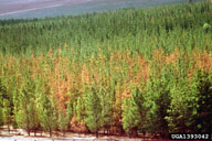 Group of Monterey pines in Australia, killed by southern pine engraver