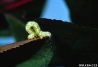 Larvae of spring cankerworm