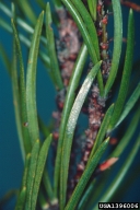 Hatched egg mass (shiny area on central needle) of jack pine budworm