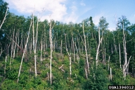 Damage from bronze birch borer in a forest birch stand in Minnesota