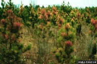 Saratoga spittlebug feeding damage to red pine