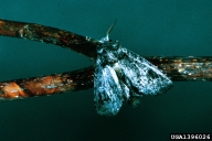 Adult of variable oak leaf caterpillar