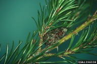 Pupa of pine tussock moth