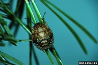 Nymph of shield-backed pine seed bug